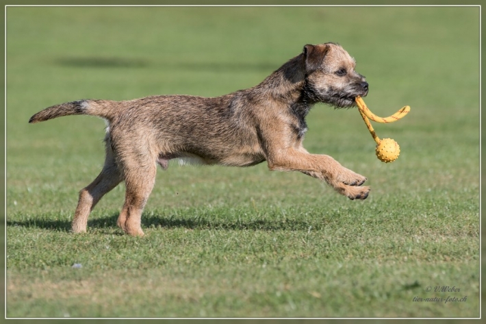 comp_IMG_5300-1