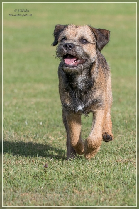 comp_IMG_5366-1