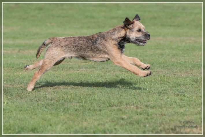 comp_IMG_5426-1