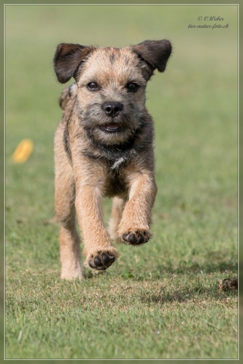 comp_IMG_5510-1