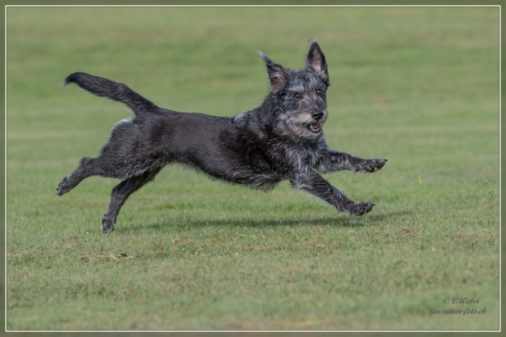 comp_IMG_5525-1