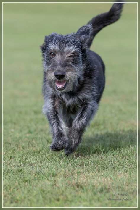 comp_IMG_5529-1