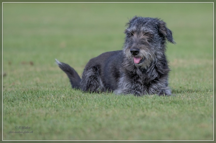 comp_IMG_5533-1