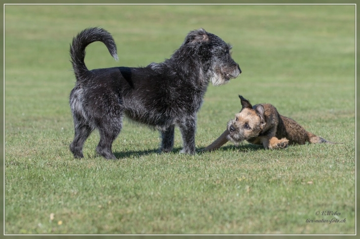 comp_IMG_5720-1