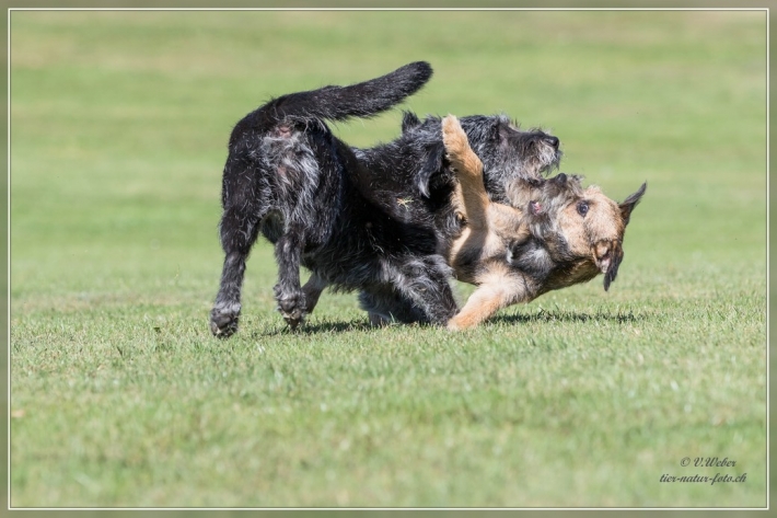 comp_IMG_5739-1
