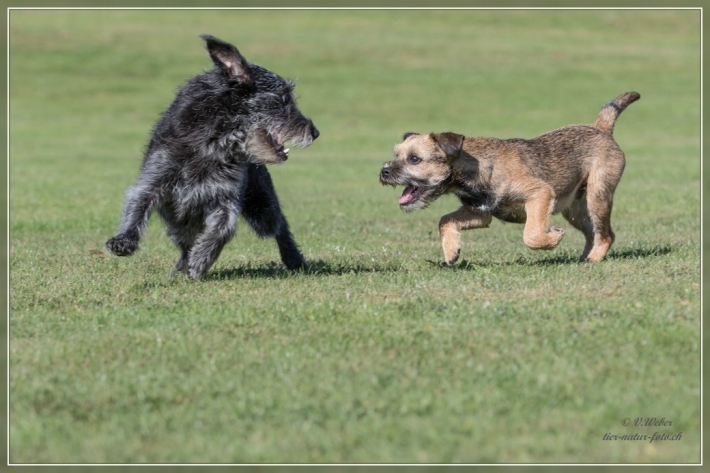 comp_IMG_5746-1