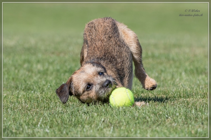 comp_IMG_5813-1