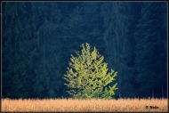 comp_IMG_0048-1