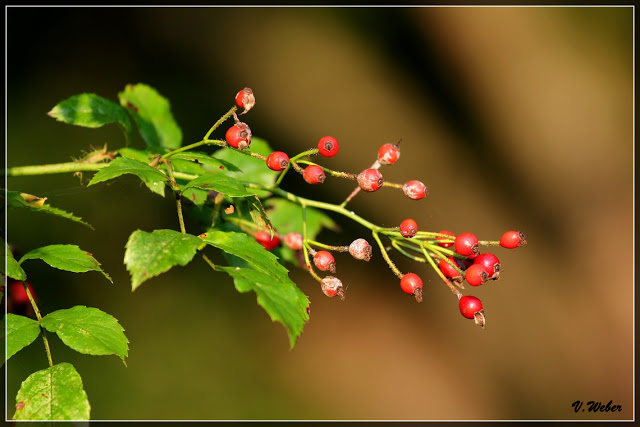 comp_IMG_0334-1