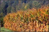 comp_IMG_0335-1