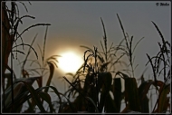 comp_IMG_0398-1