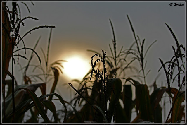 comp_IMG_0398-1