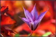 comp_IMG_0981-1