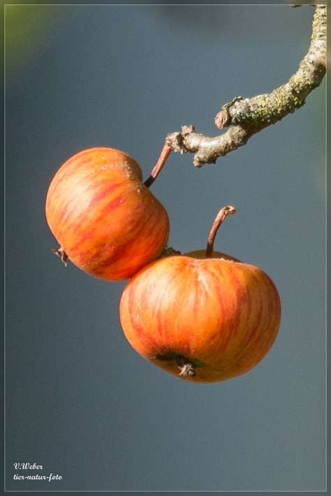 comp_IMG_5726-1