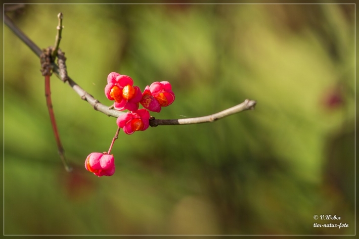 comp_IMG_7995-1