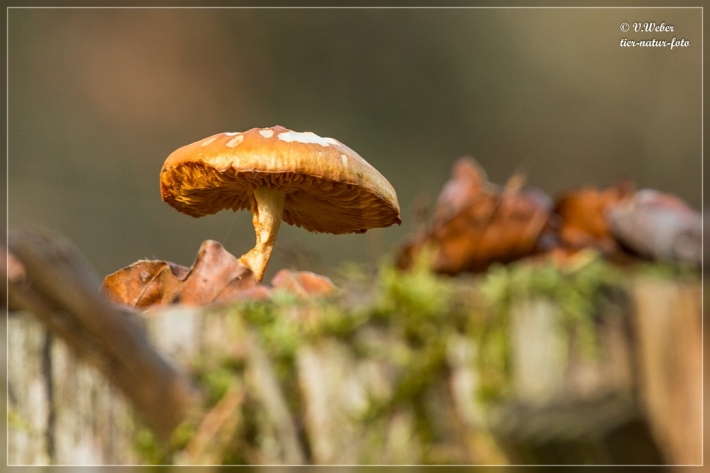 comp_IMG_9265-1