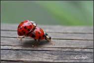 comp_IMG_1354-2