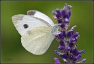comp_IMG_3808-1