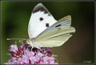 comp_IMG_4534-1