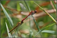 comp_IMG_6458-1
