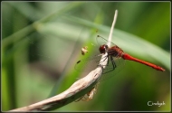 comp_IMG_6465-1