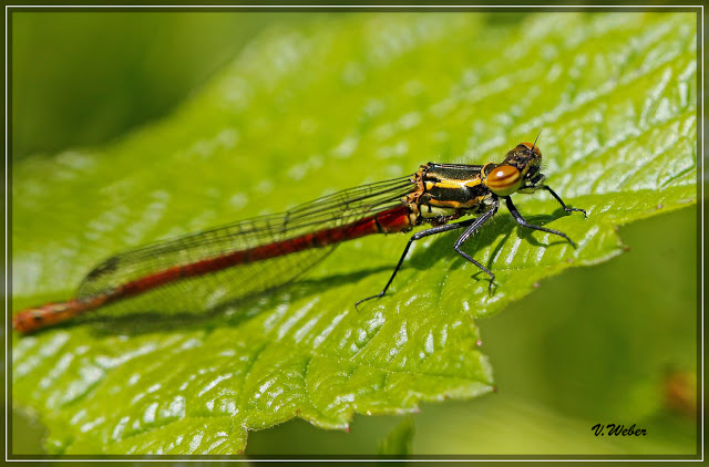 comp__MG_7294-1