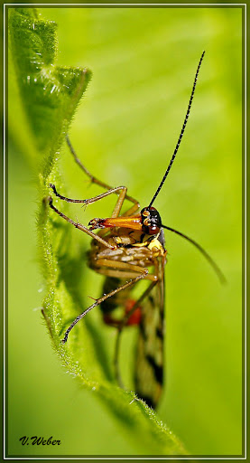 comp__MG_7566-1