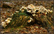 comp_IMG_1961-1