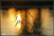 comp_IMG_0229-1