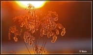 comp_IMG_0273-2