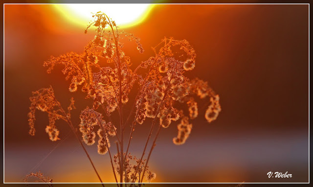 comp_IMG_0273-2