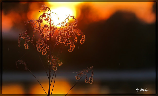 comp_IMG_0275-1