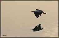 comp_IMG_8607-1