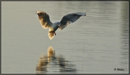 comp_IMG_8633-1