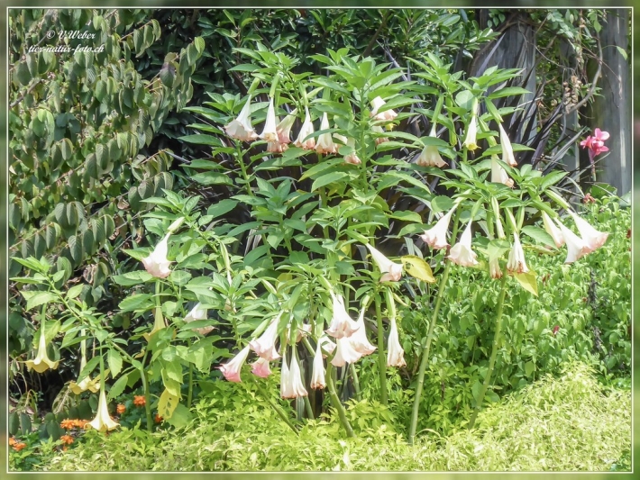 38. Atlanta Botanical Garden
