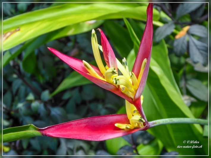 39. Atlanta Botanical Garden