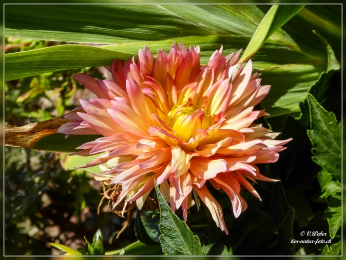 43. Atlanta Botanical Garden