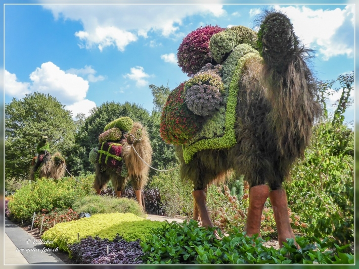 55. Atlanta Botanical Garden