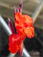 67. Atlanta Botanical Garden