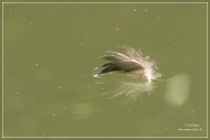 19.Emerald Gate Farm (Tierwelt)