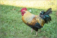 20.Emerald Gate Farm (Tierwelt)