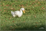 21.Emerald Gate Farm (Tierwelt)