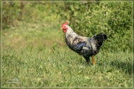 24.Emerald Gate Farm (Tierwelt)