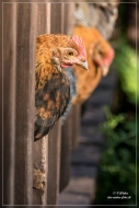 26.Emerald Gate Farm (Tierwelt)