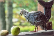 28.Emerald Gate Farm (Tierwelt)