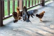 30.Emerald Gate Farm (Tierwelt)
