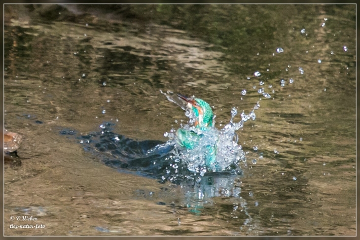 comp_IMG_6343-1
