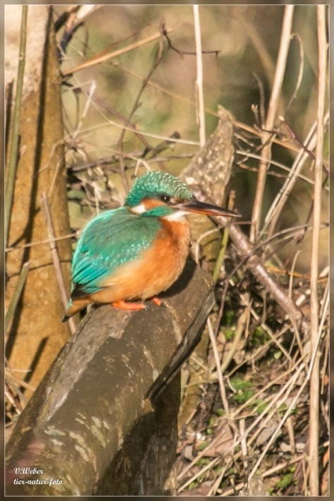comp_IMG_6418-1