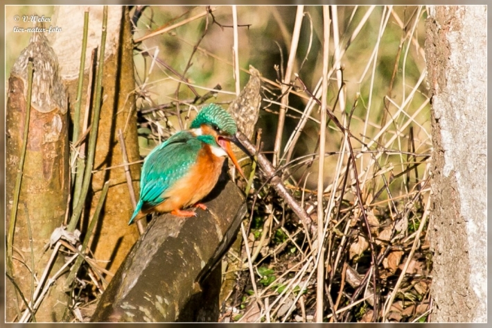 comp_IMG_6422-1