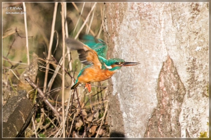 comp_IMG_6428-1